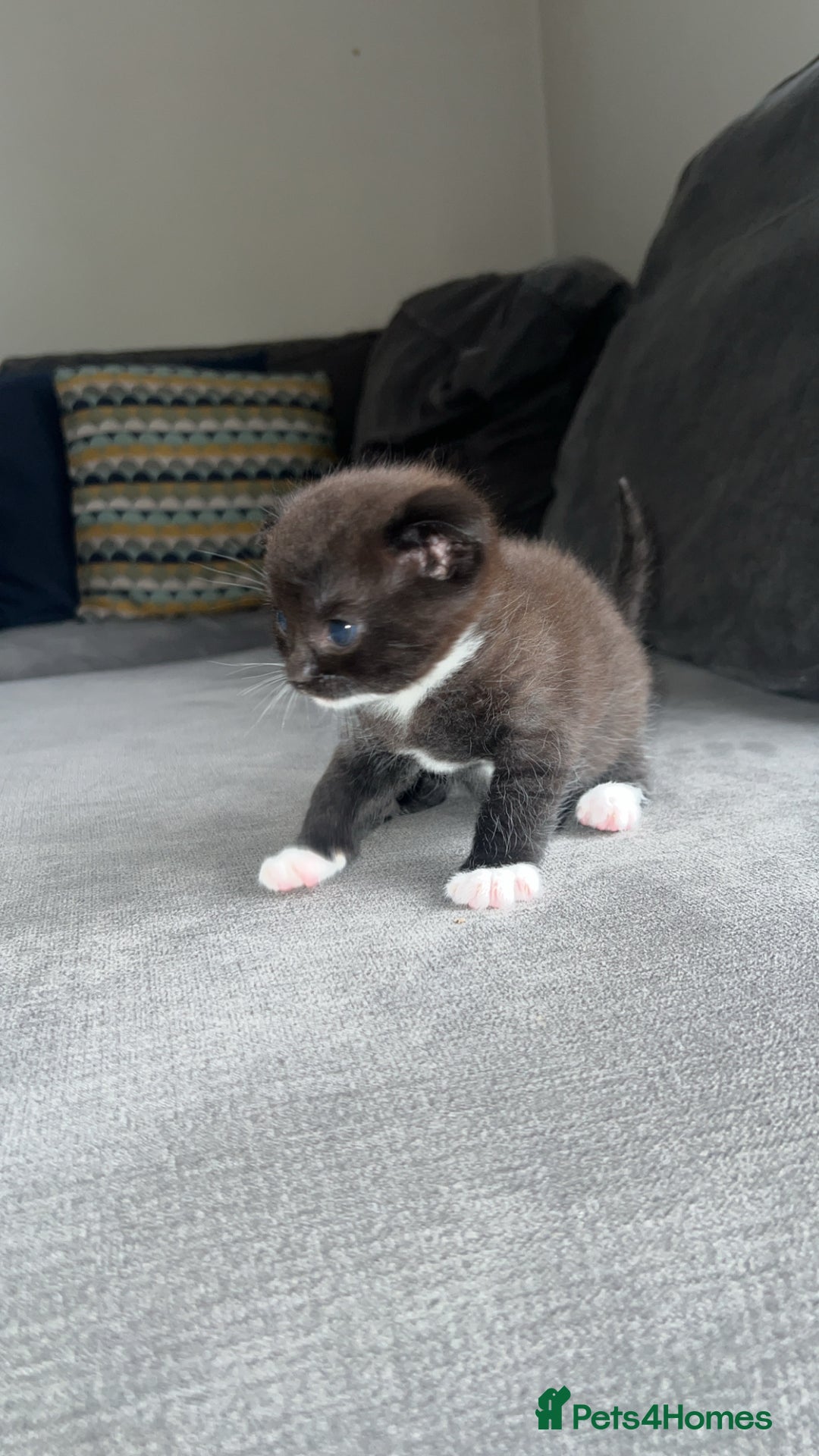 Scottish Fold cats for sale: Beautiful Scottish Fold Kittens  - Image 7