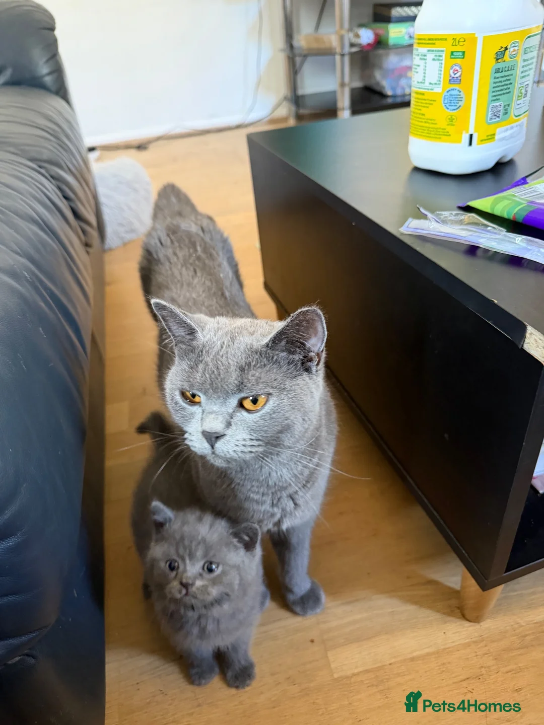 British Shorthair cats for sale: 3 x British Shorthair kittens - Advert 2