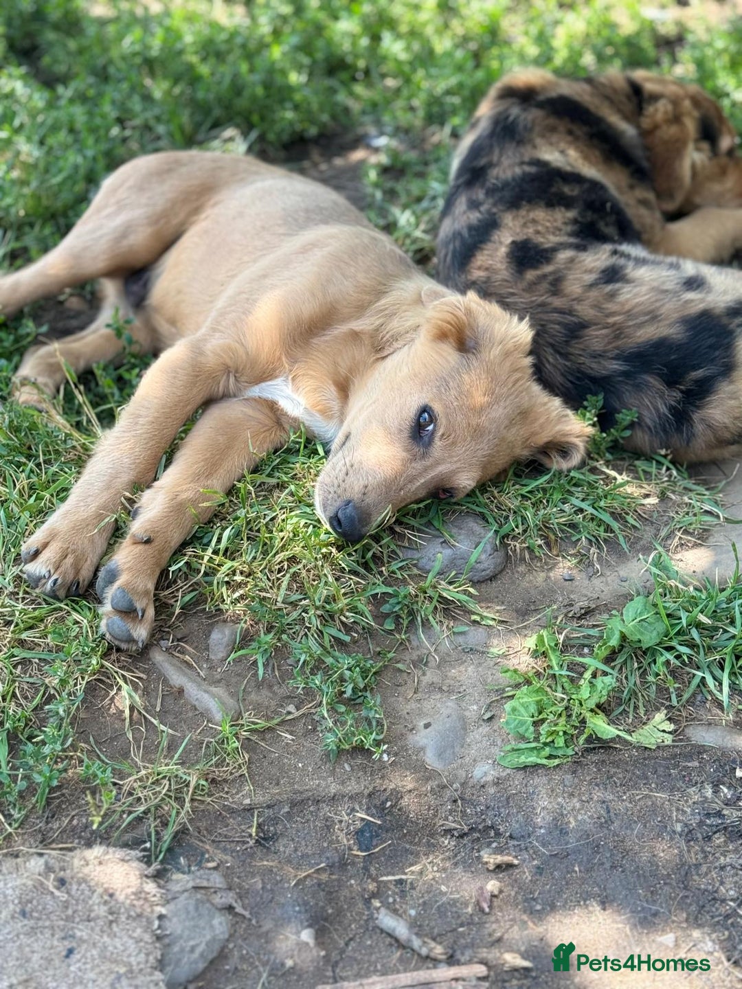 Mixed Breed dogs for adoption: THEO - a Superb Puppy Boy, for a Loving Home - Image 21