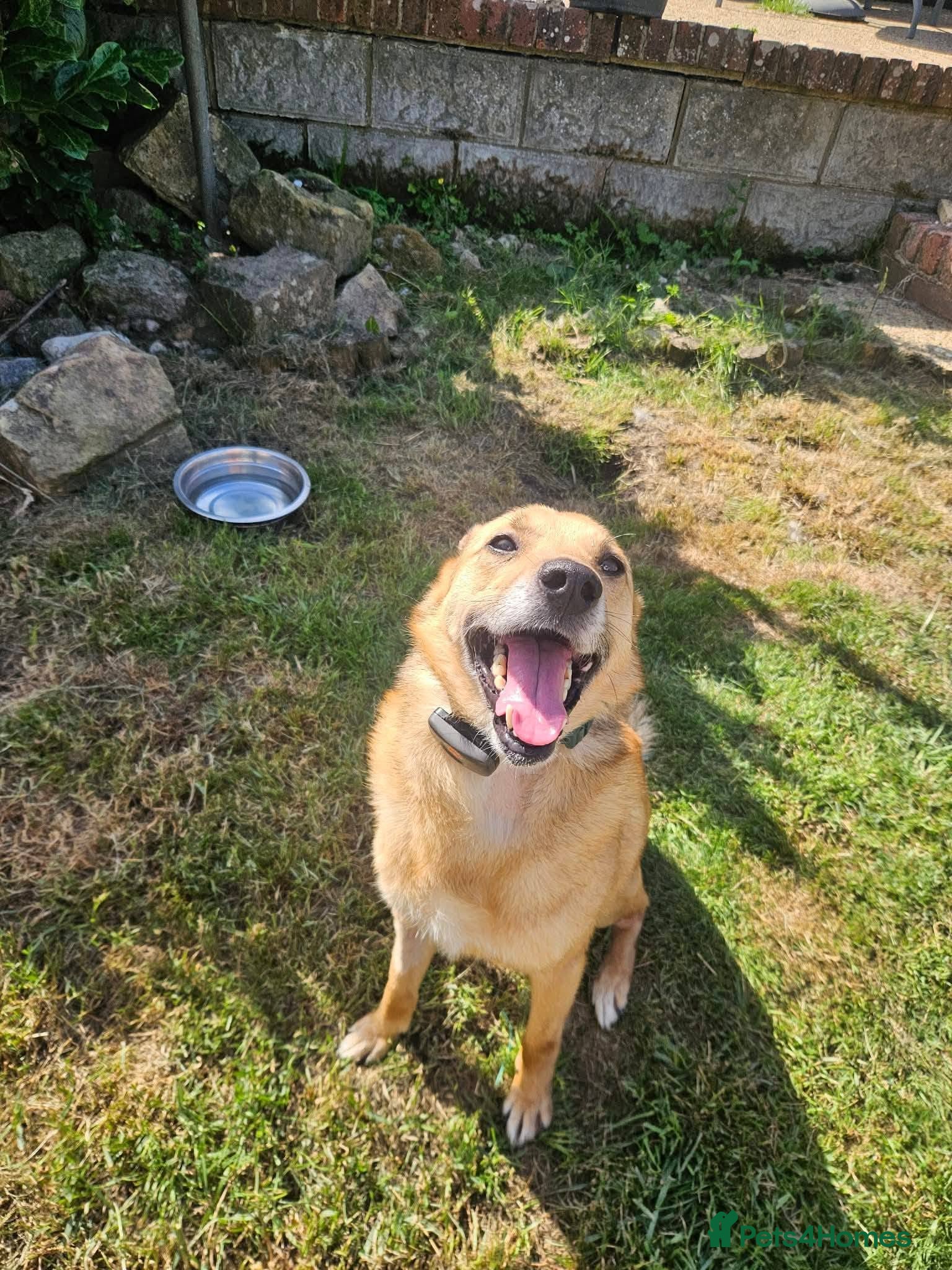 Mixed Breed dogs Blue for adoption - Advert 1