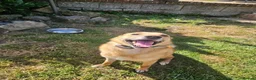 Mixed Breed dogs for adoption: Blue for adoption in Hastings - Advert 1