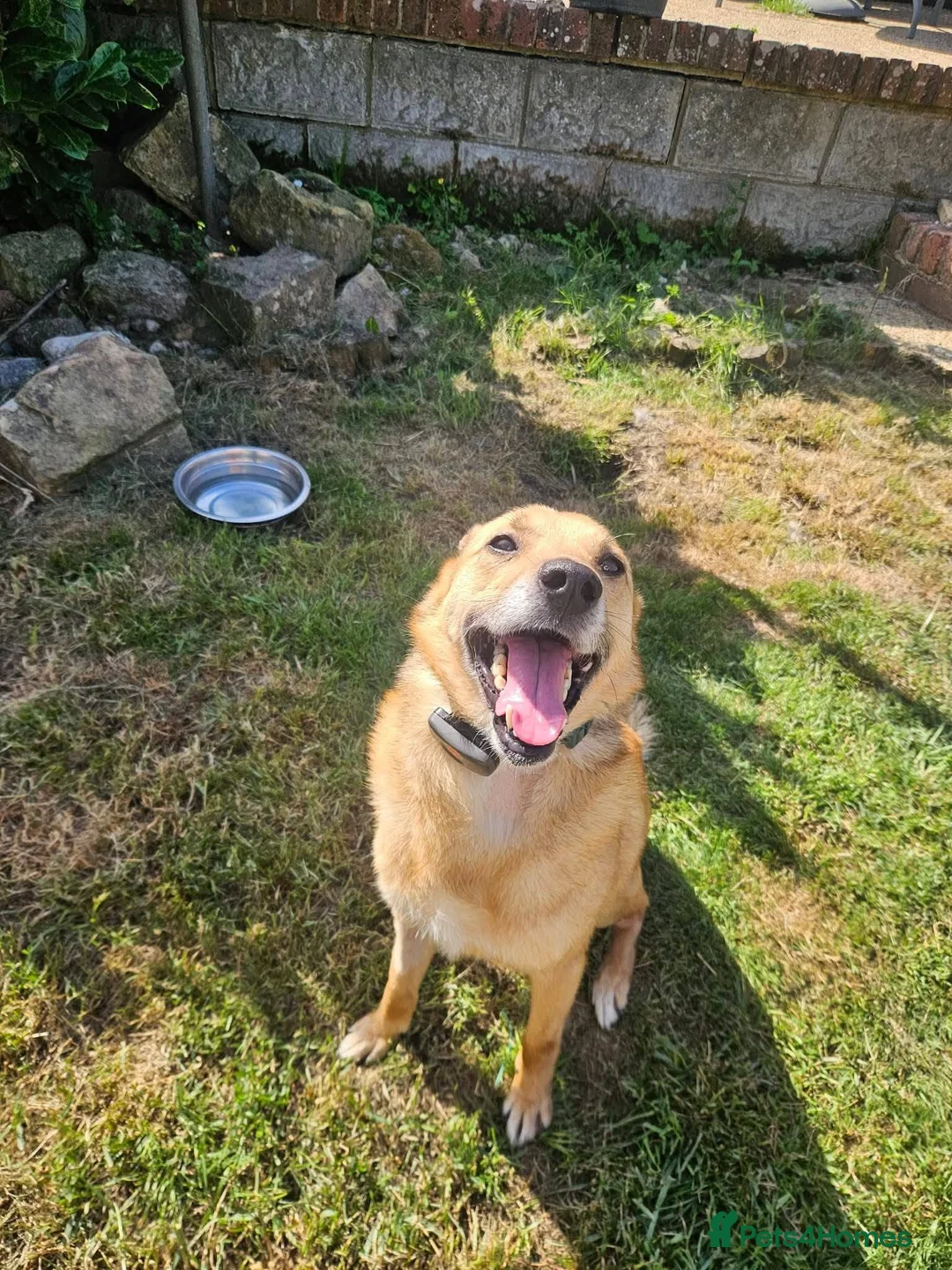 Mixed Breed dogs for adoption: Blue for adoption in Hastings - Advert 1