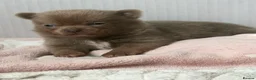 Chihuahua dogs for sale: Tiny Teddy bear 🧸 Chihuahuas  - Advert 2