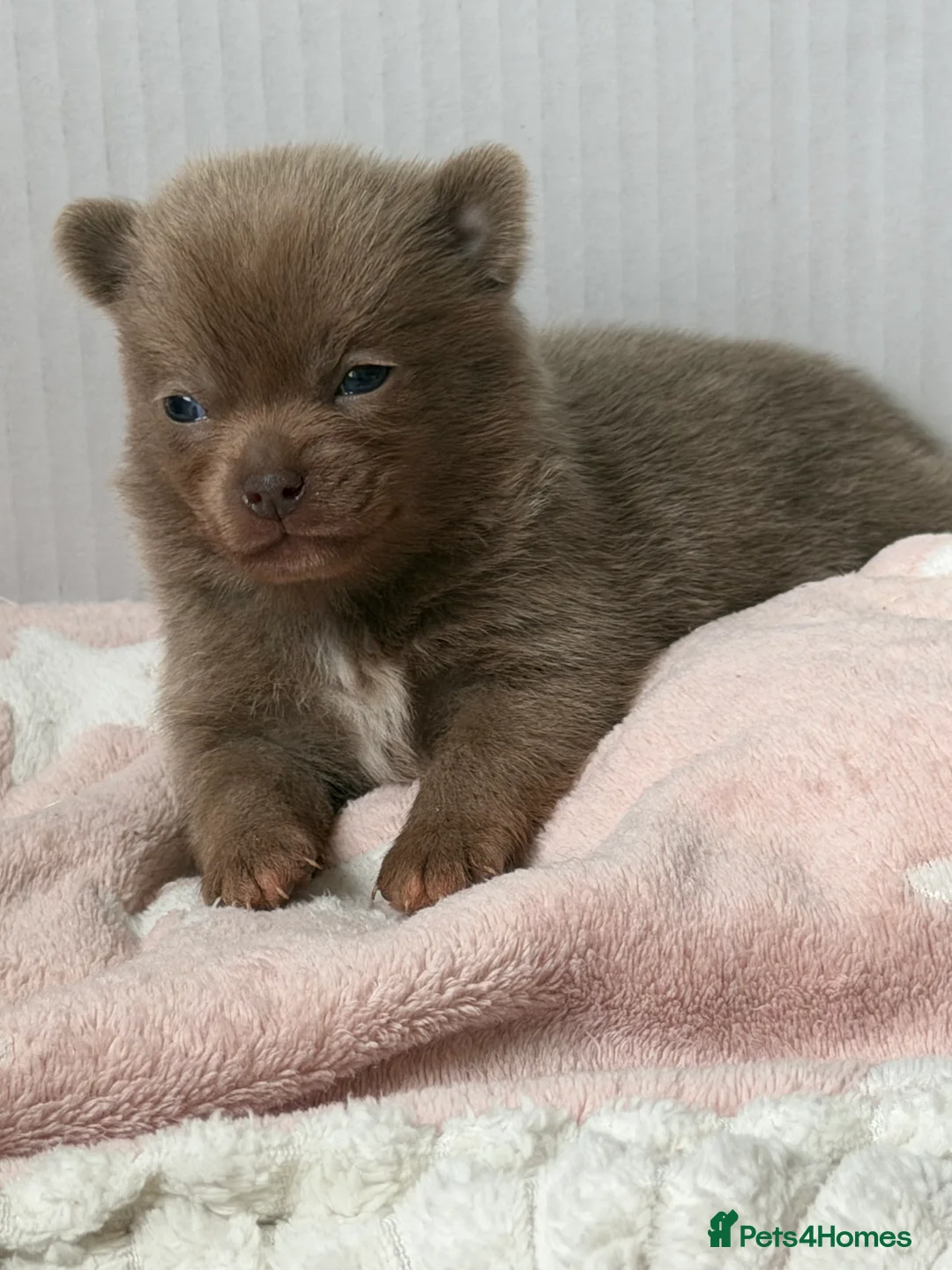 Chihuahua dogs for sale: Tiny Teddy bear 🧸 Chihuahuas  - Advert 2