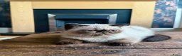 Exotic cats for sale: Last remaining Seal Point Female - Advert 5
