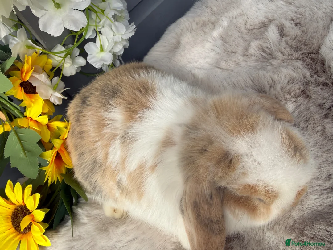 Mini Lop rabbits for sale: Beautiful tri coloured mini lops  - Advert 5