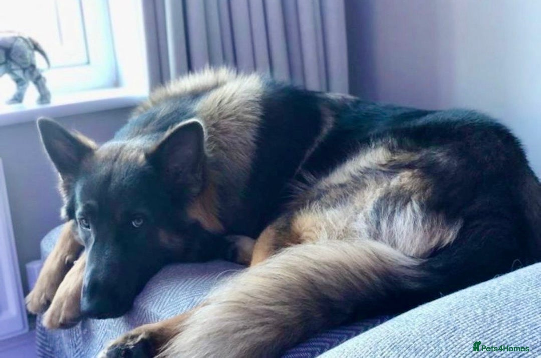 German Shepherd dogs for sale: Beautiful German Shepherd Puppies from Loving Home - Image 14