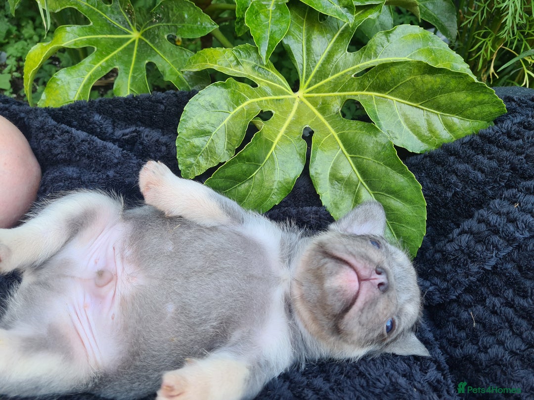 French Bulldog dogs for sale: Big Perm, fluffy and furnished frenchies  - Image 8