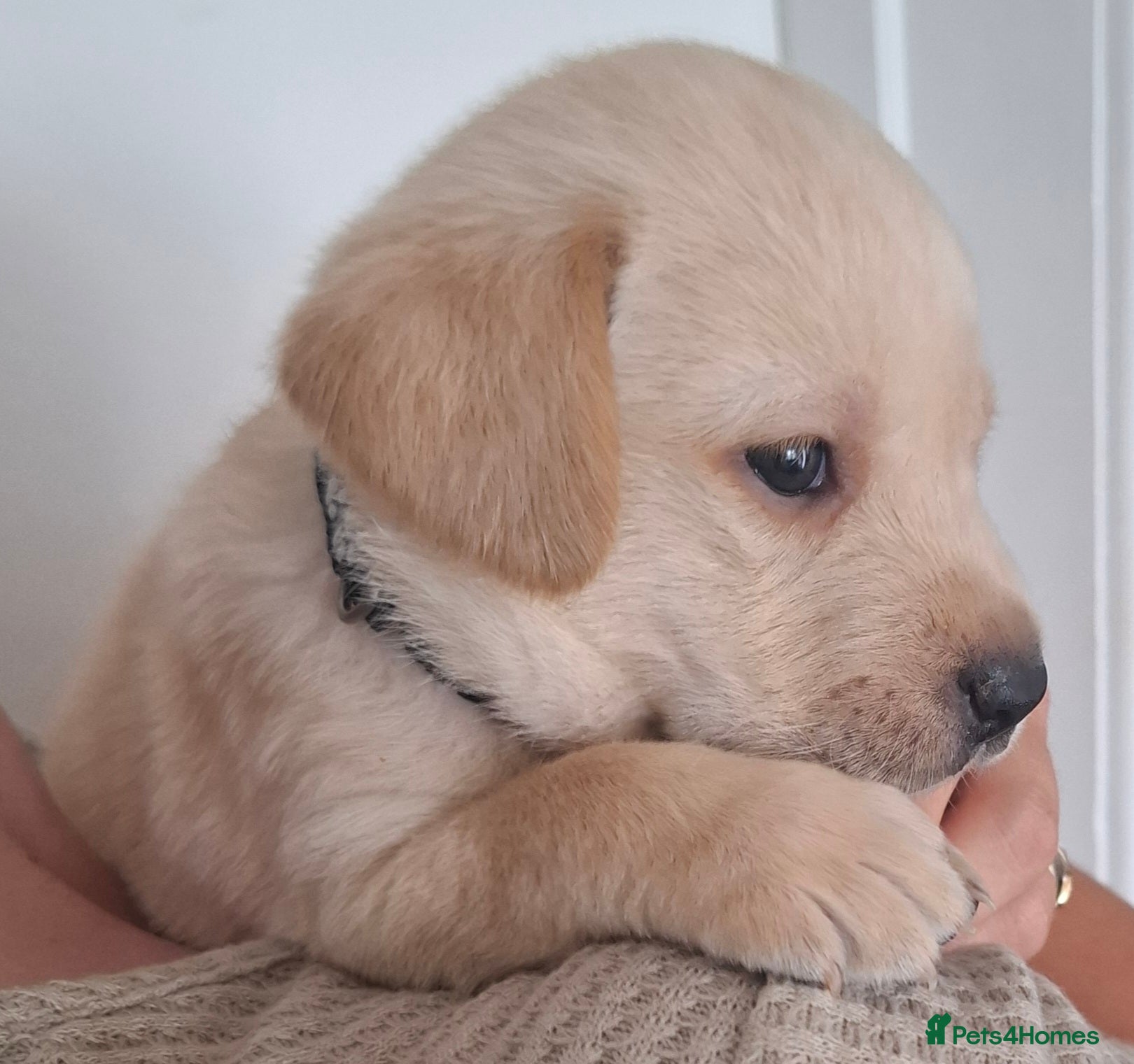 Labrador Retriever dogs **Last beautiful KC reg boy** - Advert 2
