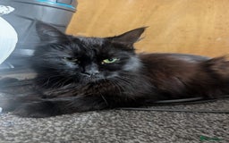 Maine Coon cats for sale: Maine coon x ragdoll kittens - Image 5