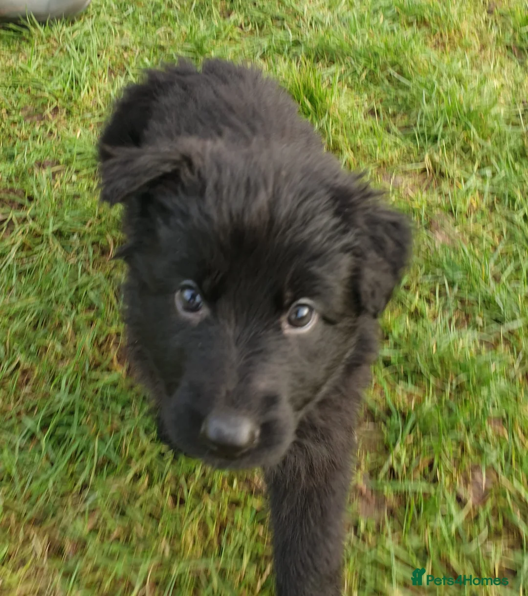 German Shepherd dogs for sale: Exceptional KC Health tested L/C Puppies  - Advert 9