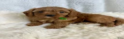 Cavapoo dogs for sale: ⭐ Top quality, health tested Toy Cavapoo babies ⭐ - Advert 11