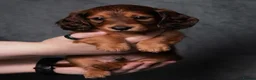 Miniature Dachshund dogs for sale: Champion Lines, Longhaired Miniature dachshunds - Advert 5
