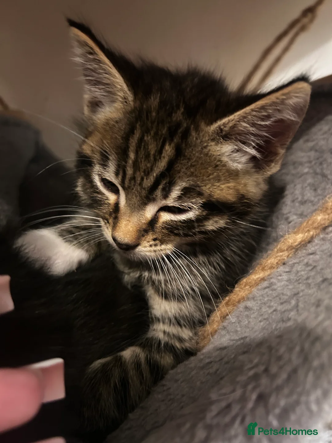 Mixed Breed cats for sale: 5 kitty’s looking for future homes in Hatfield - Advert 2