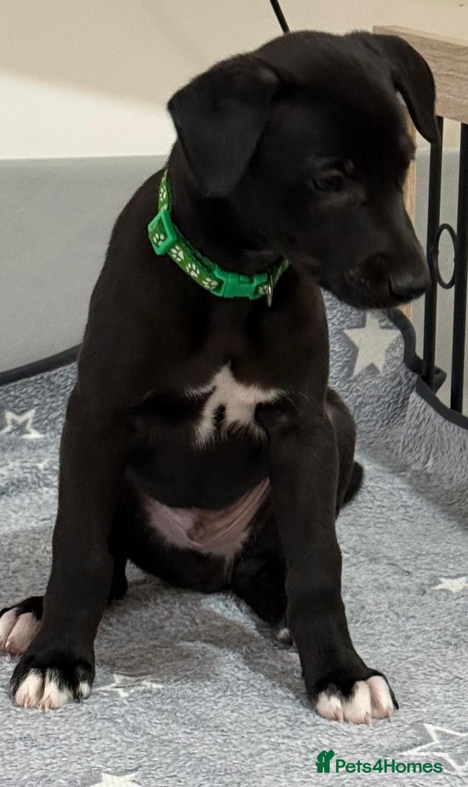 Whippet dogs KC black with white tip Whippet puppies - Advert 1