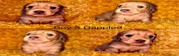 Miniature Dachshund dogs for sale: LH cream dachshund puppies ready   - Advert 4