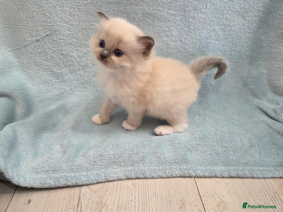 Ragdoll cats for sale: GCCF REGISTERED RAGDOLL KITTENS - Image 16