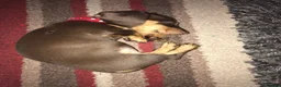 Miniature Dachshund dogs for sale: Miniature dachshund boy - Advert 19