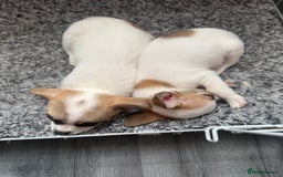 Chihuahua dogs for sale: Beautiful chihuahua puppys - Image 19