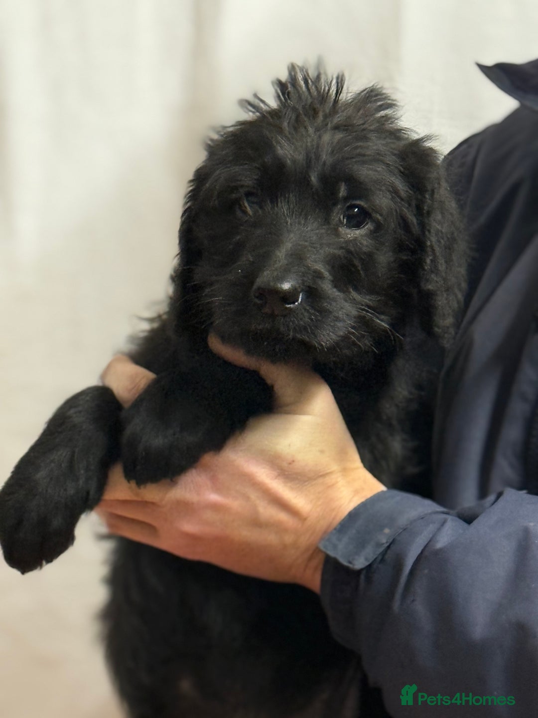 Labradoodle dogs for sale: F1 standard labradoodles  - Advert 12