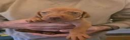 Hungarian Vizsla dogs for sale: Hungarian Vizsla Puppies  - Advert 5