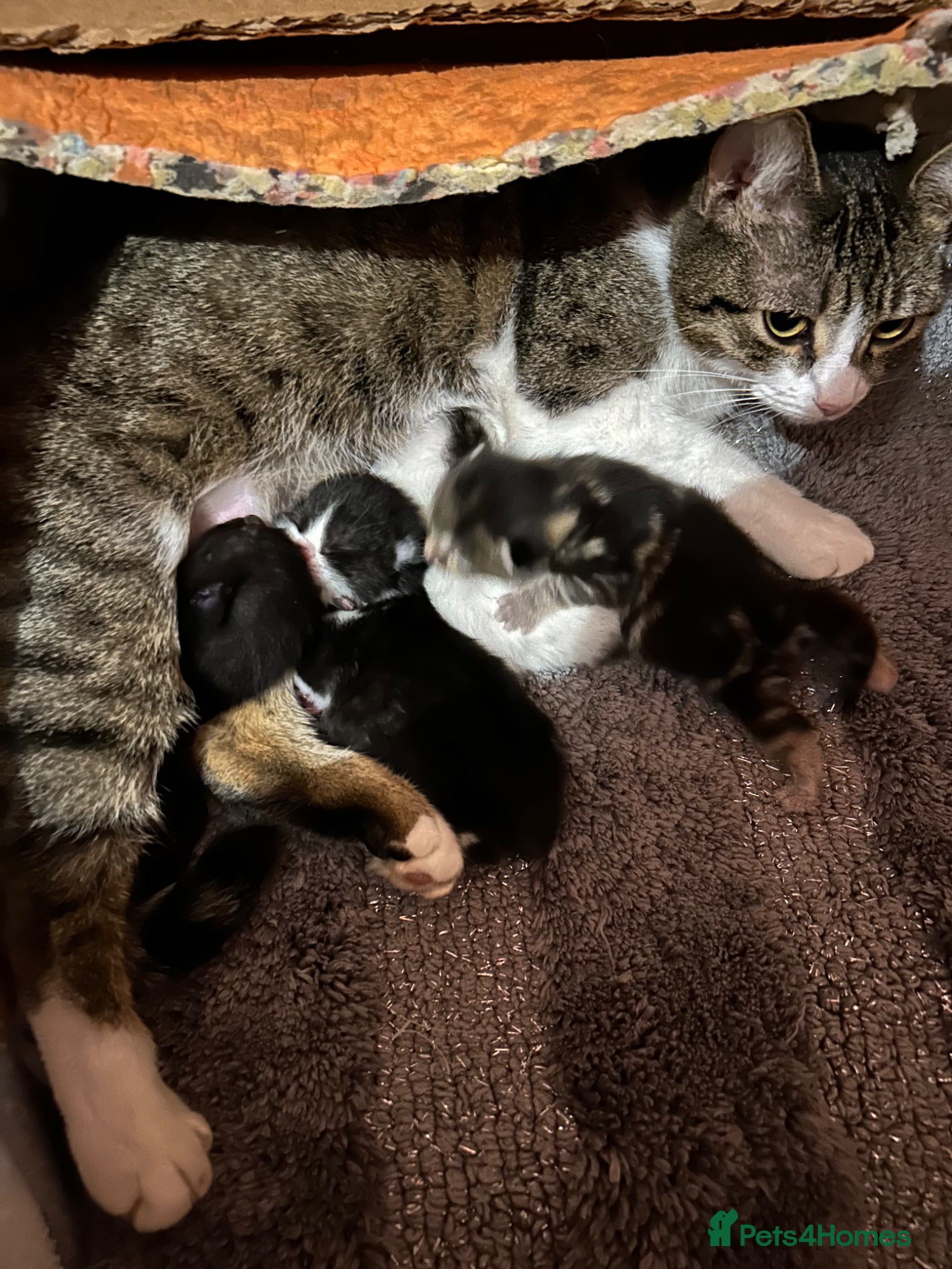 Mixed Breed cats 4 adorable kittens almost ready to be re homed  - Advert 1