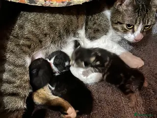 Mixed Breed cats 4 adorable kittens almost ready to be re homed - Advert 9