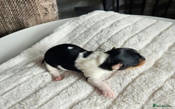 Yorkshire Terrier dogs for sale: 5 szczeniąt York terrier (Biewer) - Image 8