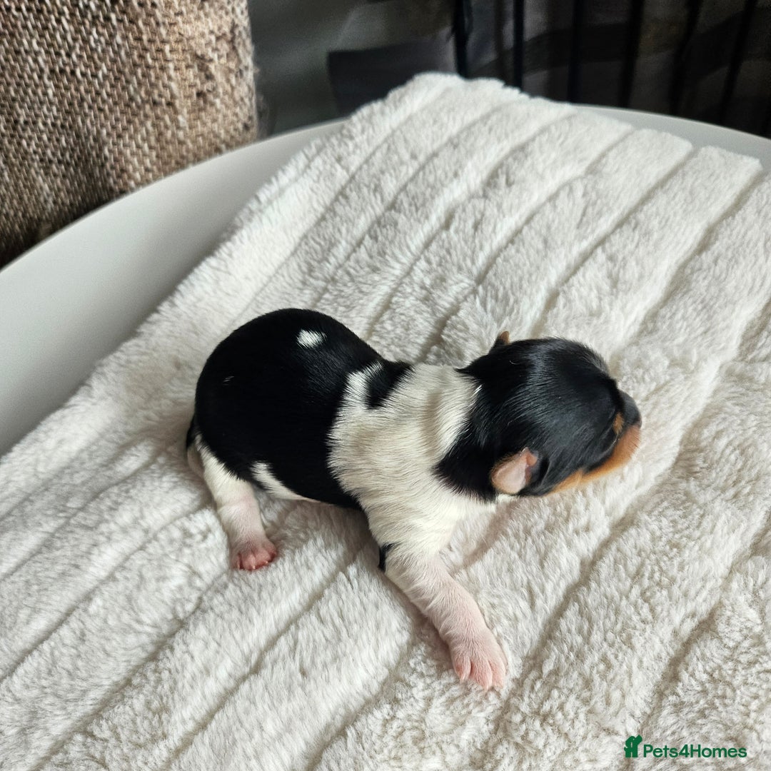 Yorkshire Terrier dogs for sale: 5 szczeniąt York terrier (Biewer) - Image 8