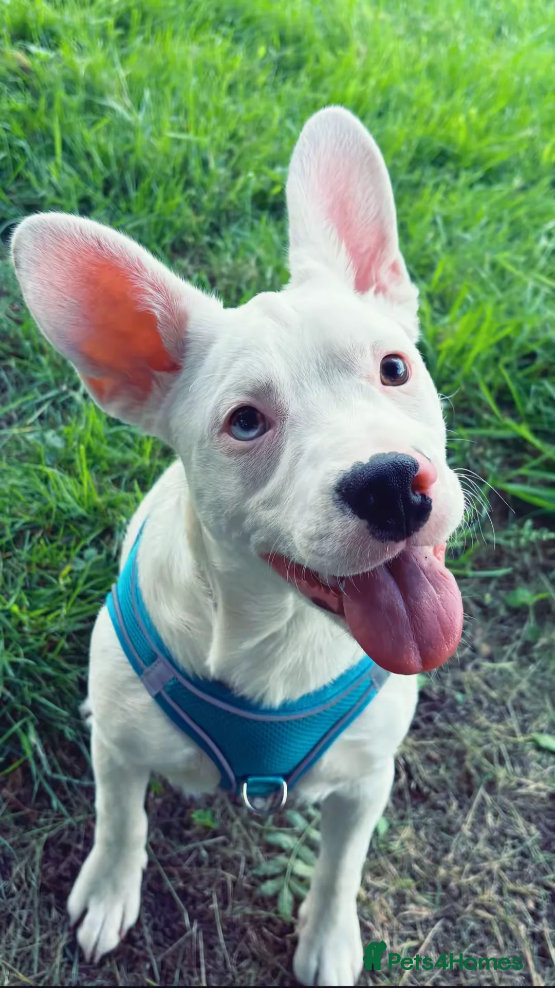 Mixed Breed dogs for sale: Two French bulldog cross with border collie - Advert 4