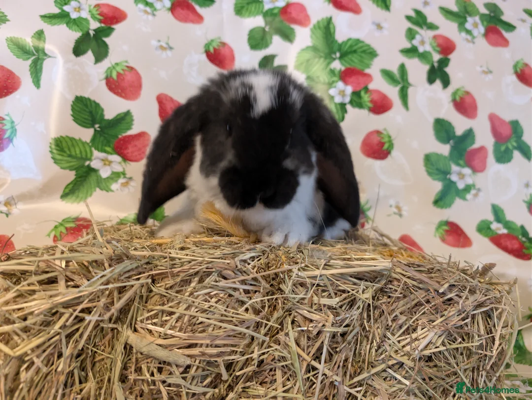French Lop rabbits for sale: French lops  - Advert 1