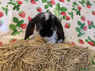 French Lop rabbits French lops - Advert 6