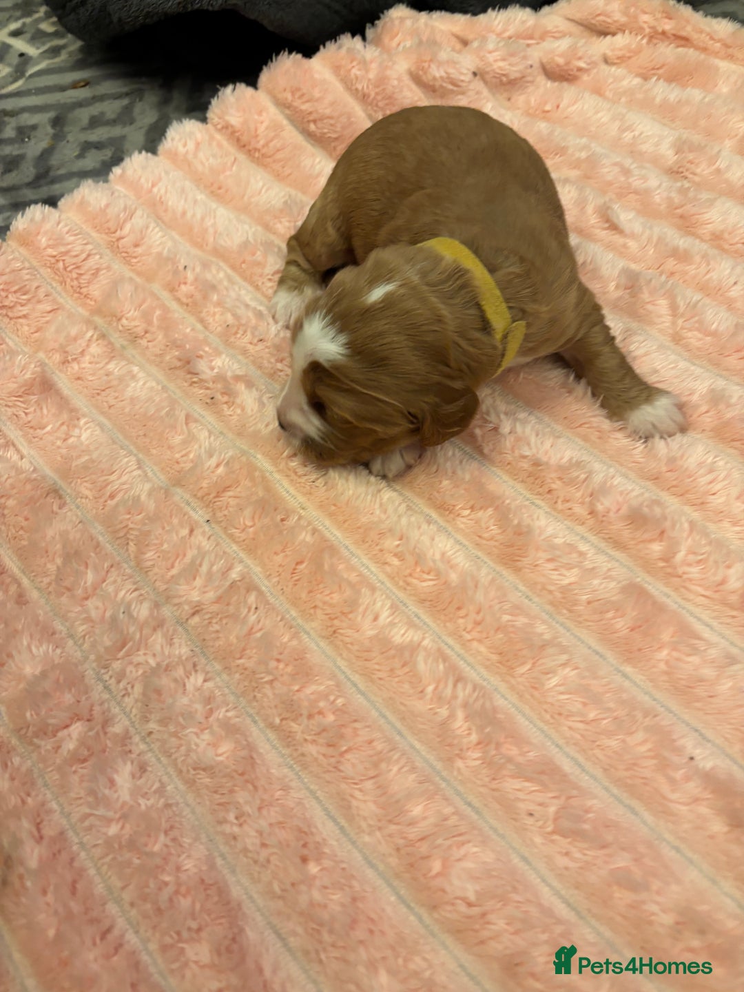 Cocker Spaniel dogs for sale: 6 beautiful cocker spaniels ALL DEPOSIT PAiD - Advert 21