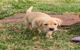 Labrador Retriever dogs for sale: Gorgeous Labrador puppies for sale - Image 16
