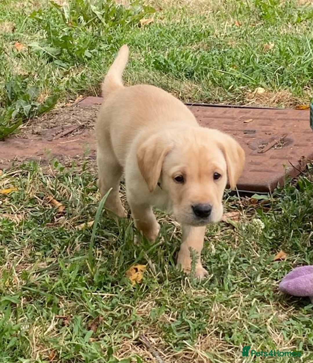 Labrador Retriever dogs for sale: Gorgeous Labrador puppies for sale - Image 16