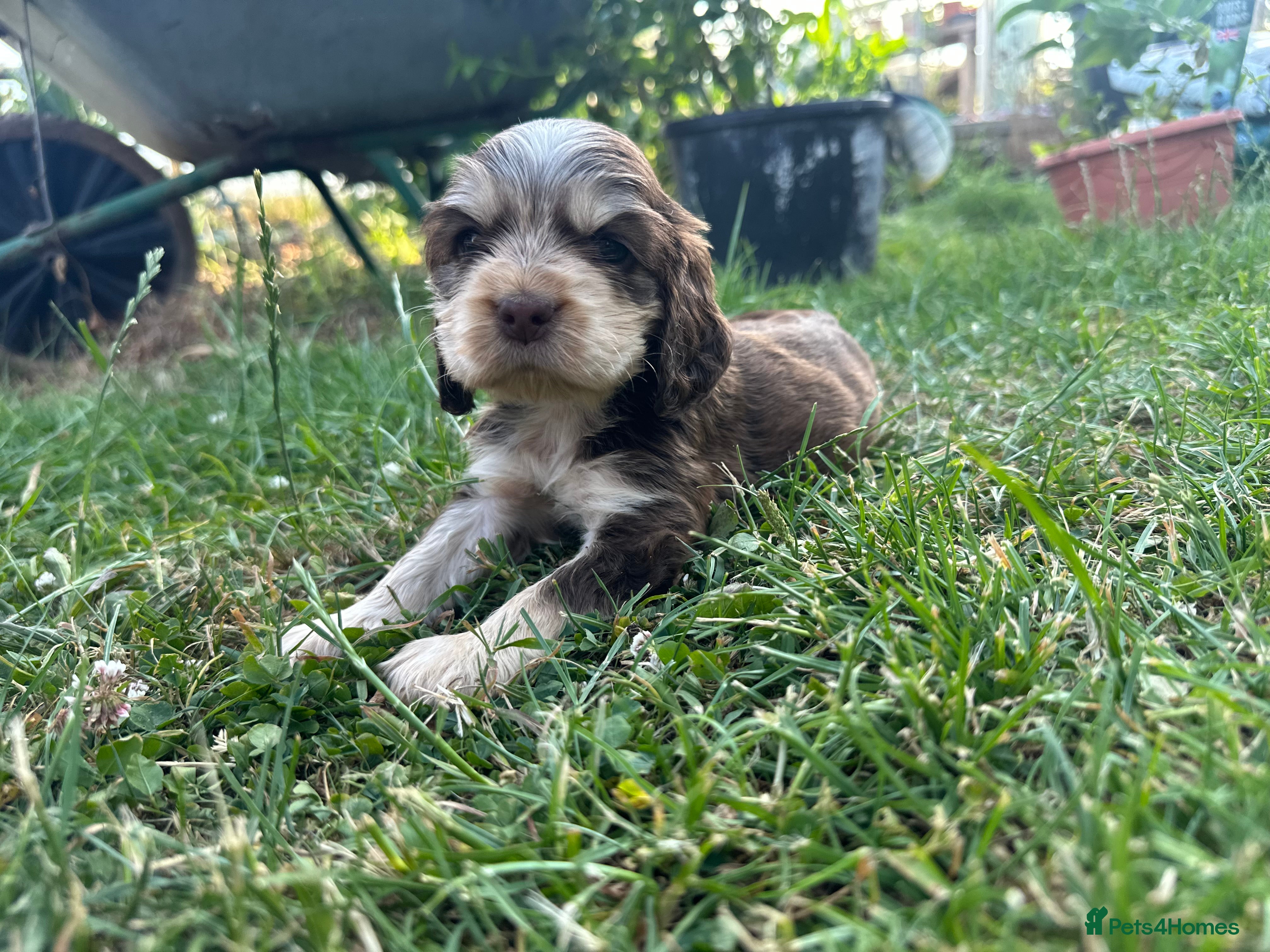 Cocker Spaniel dogs Kc registered & health tested parents  - Advert 2