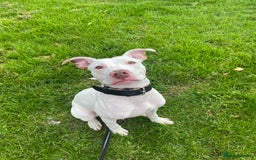 Mixed Breed dogs for sale: Stunning White Male - Image 4