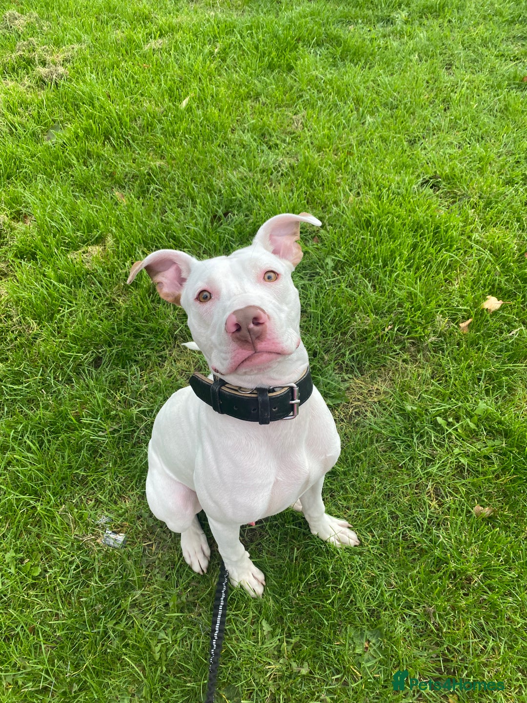 Mixed Breed dogs for sale: Stunning White Male - Image 4