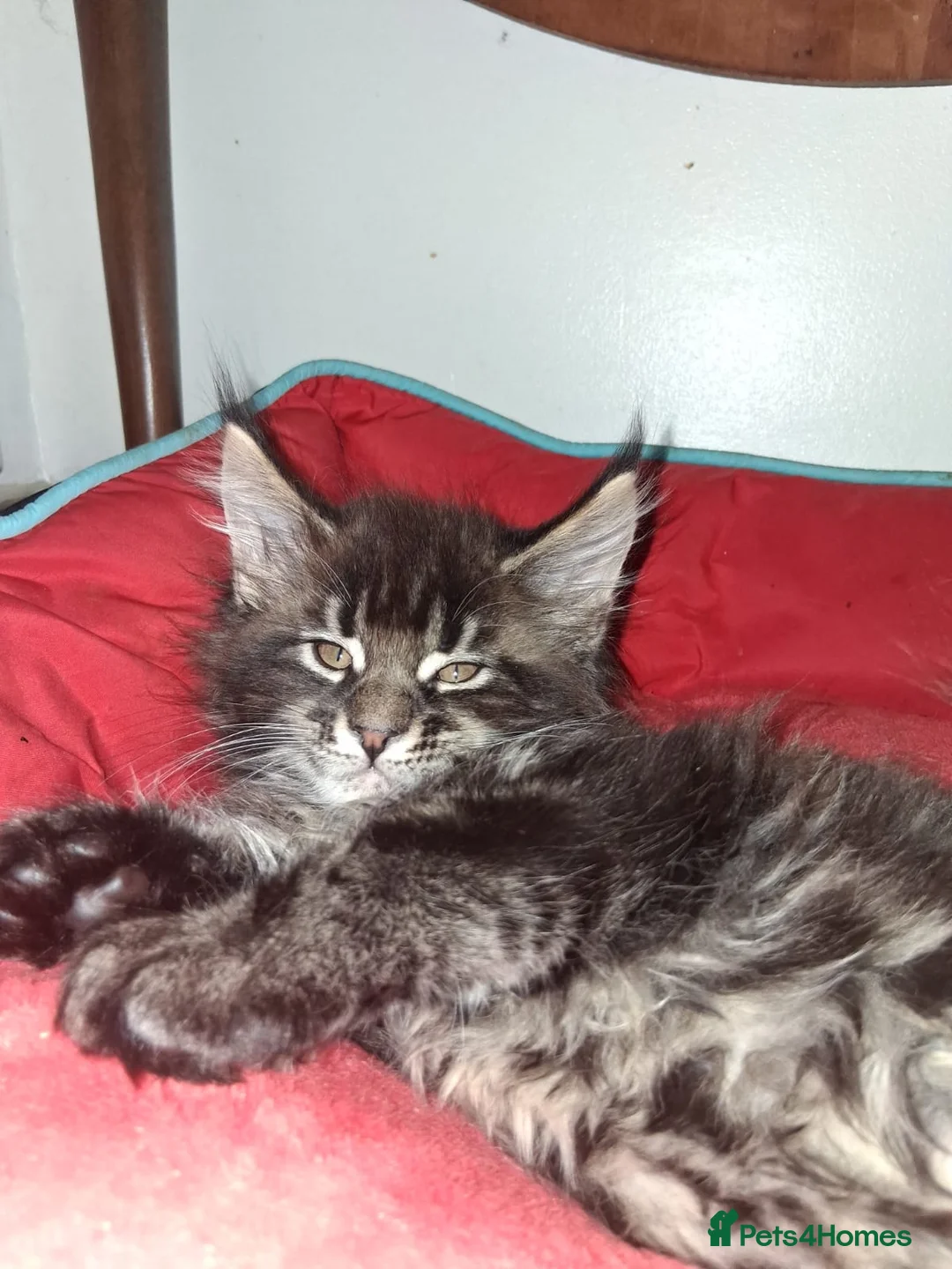 Maine Coon cats for sale: Pedigree Maine coon - Advert 3