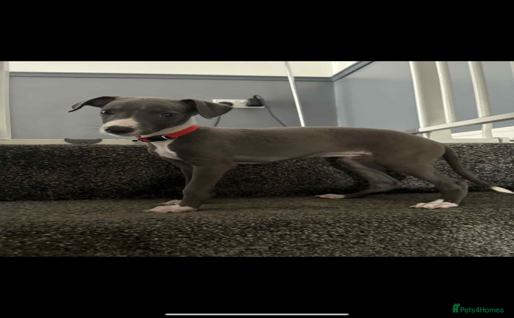 Whippet dogs - Advert 2