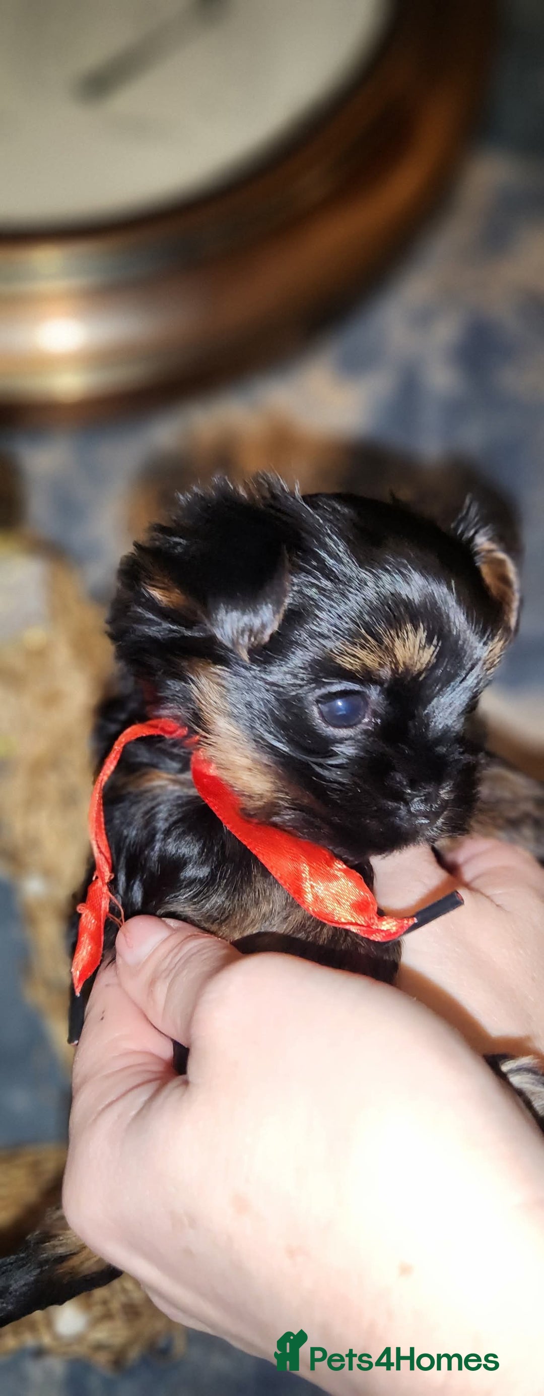 Yorkshire Terrier dogs for sale: Little Maya is looking for her own home - Advert 2