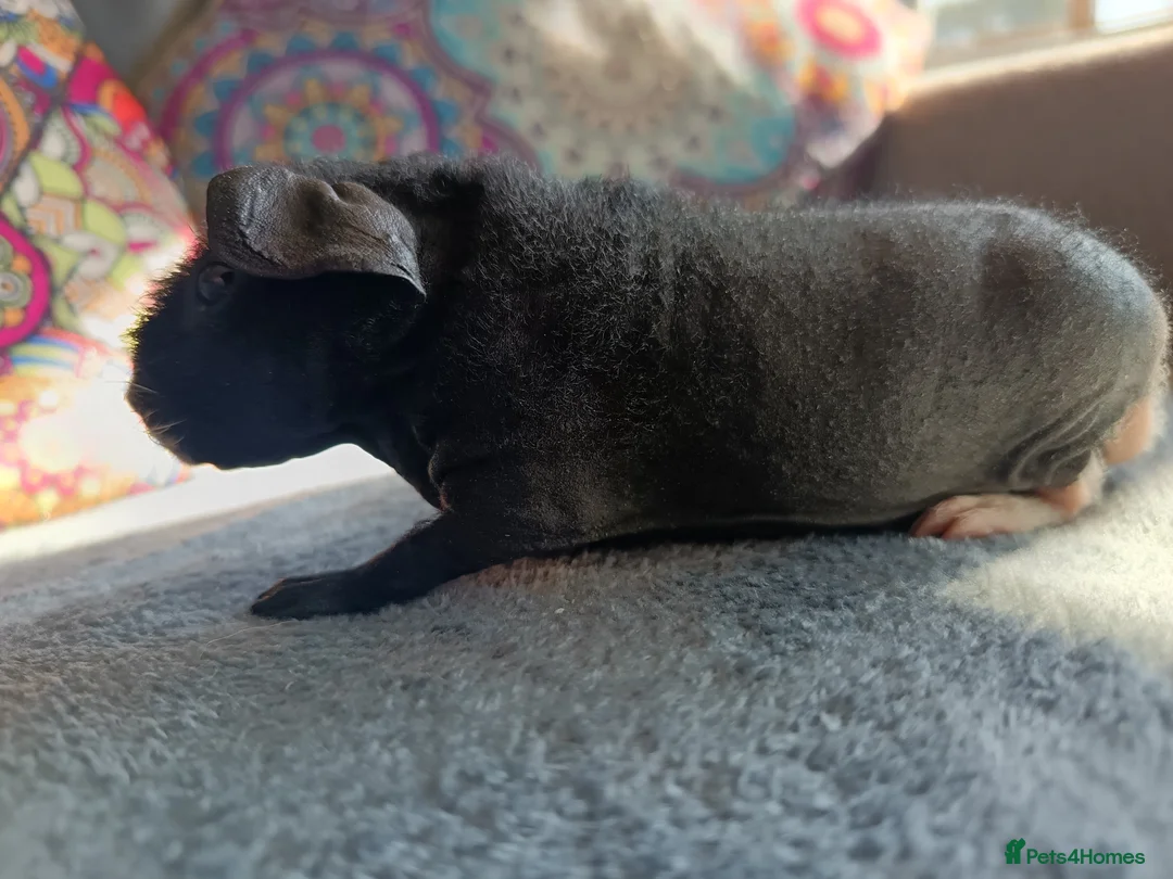 Guinea Pig rodents for sale: Male Skinny Pig/werewolf  - Advert 1