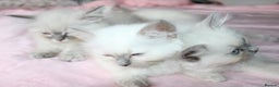 Ragdoll cats for sale: GCCF registered Ragdolls  - Advert 16