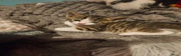 Mixed Breed cats for sale: Kittens  - Advert 6
