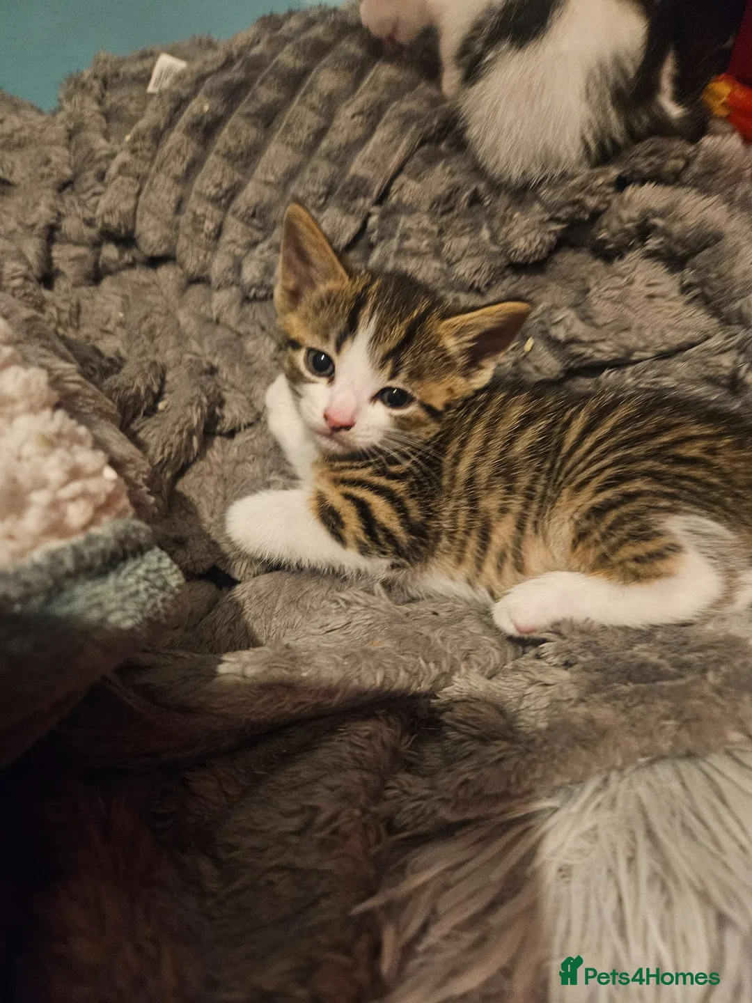 Mixed Breed cats for sale: Kittens  - Advert 6