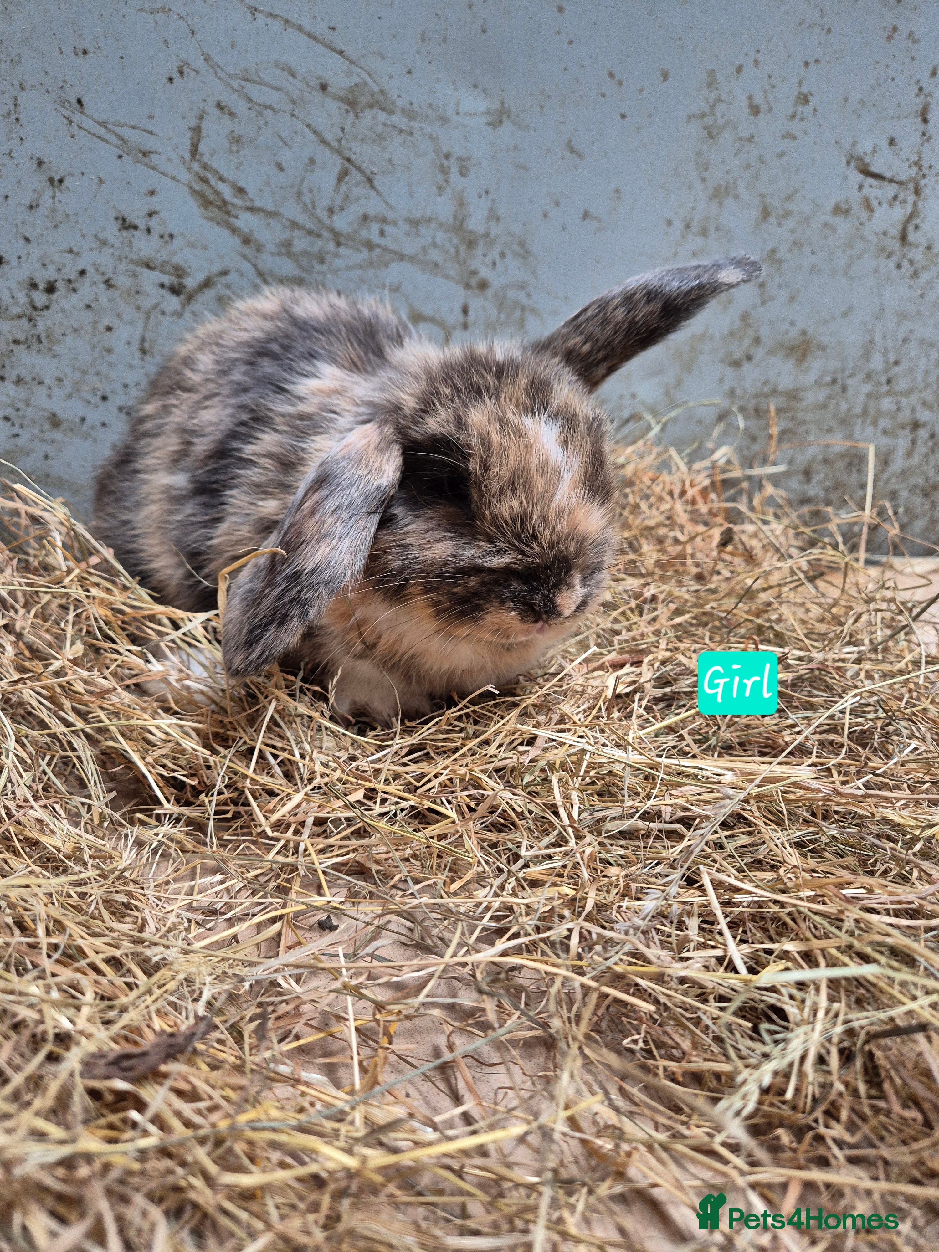 Mini Lop rabbits Mini Lop Bunnies - Advert 14