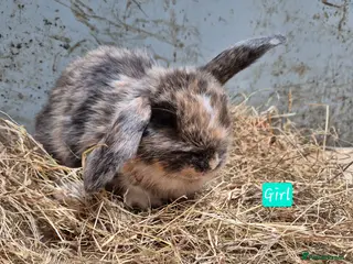 Mini Lop rabbits Mini Lop Bunnies - Advert 14