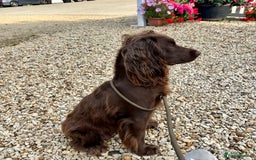 Cocker Spaniel dogs for sale: Cocker Spaniel Puppies looking for the best homes - Image 4