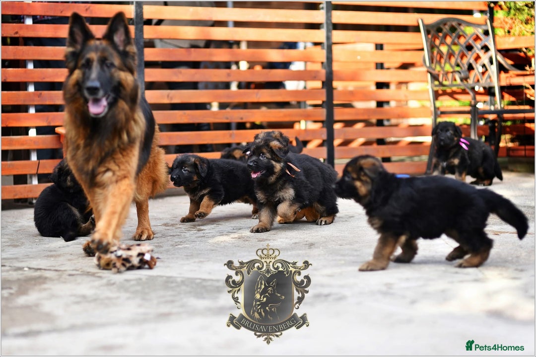 German Shepherd dogs for sale: BRUSAVENBERG LITTER DUE 3rd WEEK of JANUARY 2026 - Advert 9