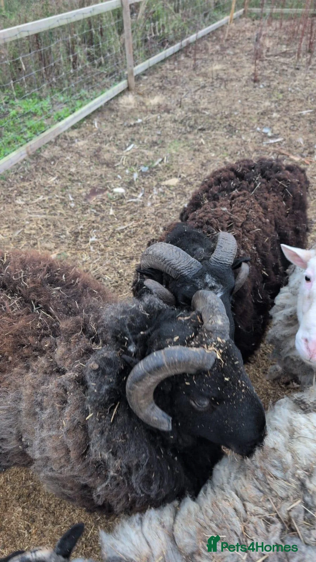 Sheep livestock for sale: Welsh mountain rams - Advert 3